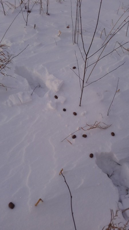 След лосенка.