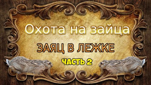 Охота на зайца-русака. Зайцы в лежке.Часть 2