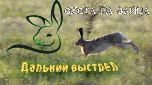 Охота на зайца. ДАЛЬНИЙ ВЫСТРЕЛ