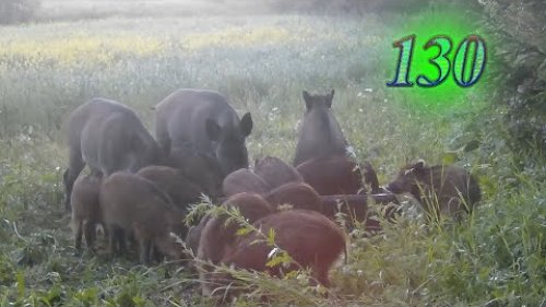 Кабан и добрый. Кабаны на кормушке. Чешется попа. Выпуск №130