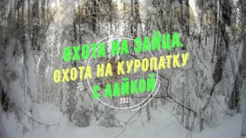 Охота на зайца. Охота на куропатку. С лайкой.
