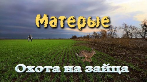 Охота на зайца. Матерые, огромные, крепкие