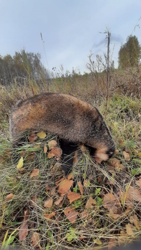 Октябрьский барсук