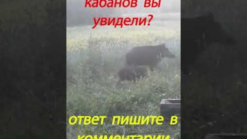 Угадайте сколько кабанов вы увидели? #shorts #шортс #joke