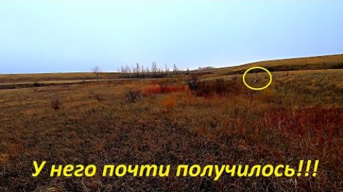 СТОЛЬКО ЗАЙЦЕВ ПО ЧЕРНОТПОРУ Я НЕ ПОДНИМАЛ. ВОТ ЭТО МЫ ПОПАЛИ. ОХОТА НА ЗАЙЦА 2021-2022 / MAX HUNTER