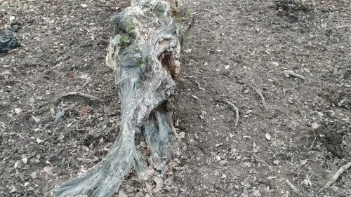 Новости с солонца. Коровы уничтожили солонец.