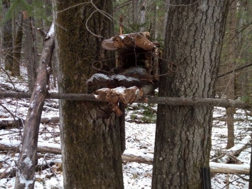 Попался кот