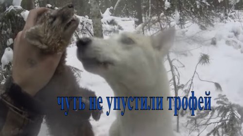 Промысел соболя  9 серия  Чуть не упустили соболька