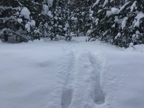 лосишка прошел