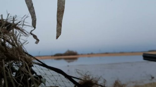 Охота с подсадной.