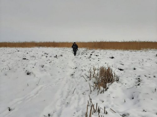 С каждым выходом из загона...