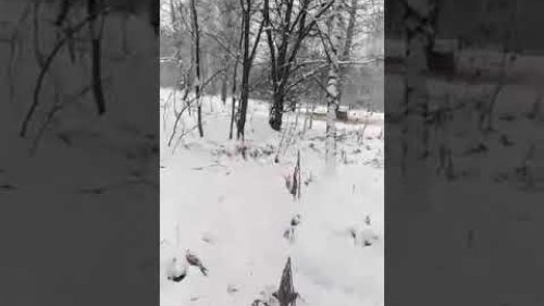кабанята