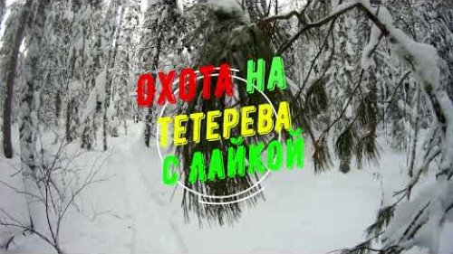 Охота на тетерева с лайкой! _ 2  января 2022