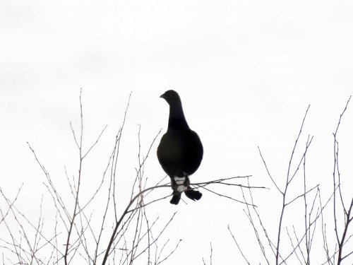 Косач
