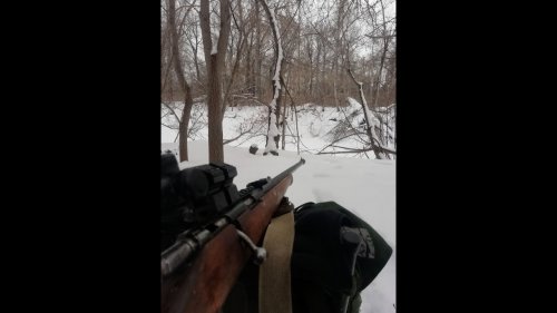 О бобрах, жуликах и лосях