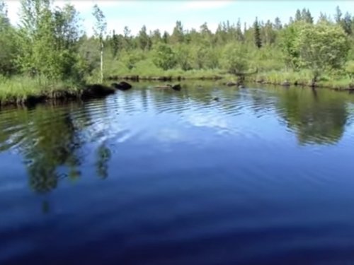 В краю непуганых топтыгиных.