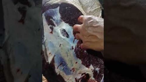 Выстрел по медведю. Достали пулю Gualandi Stell