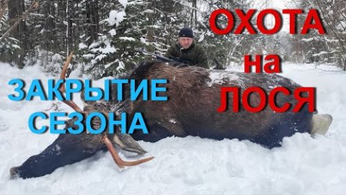 Охота НА ЛОСЯ. Первый бык 2022 года.