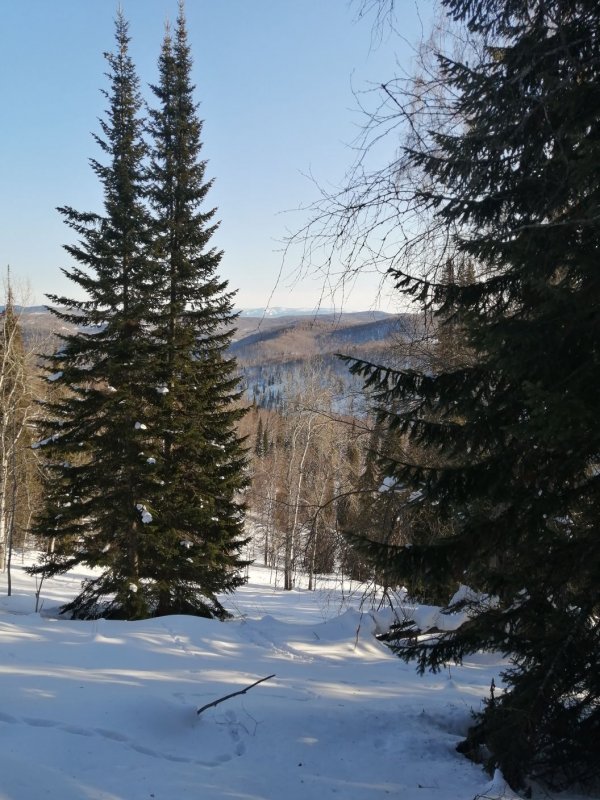 Вид с вершины на тайгу