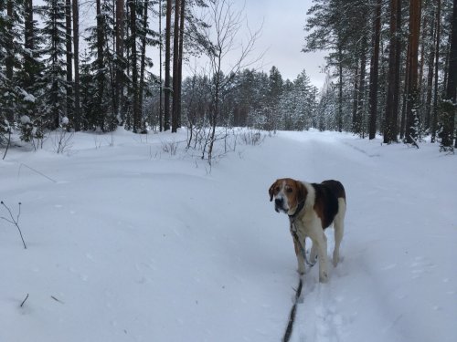 отпусти хозяин:)