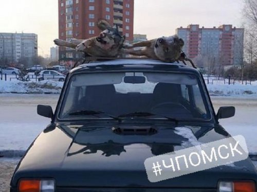 Омичи не ожидали увидеть на крыше автомобиля, припаркованного у магазина, мёртвых волков