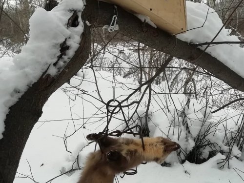 Рабочий путик
