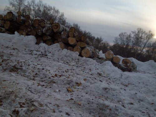 Вырубка леса в Новосибирской области