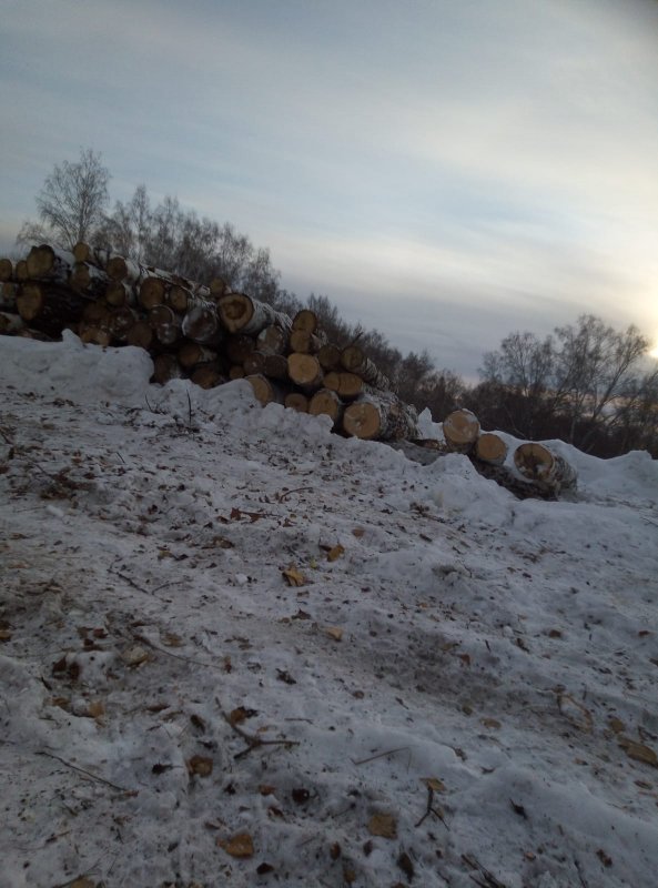 Вырубка леса в Новосибирской области