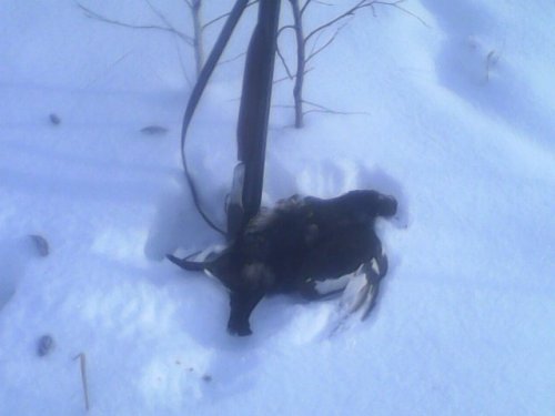05.02.22,-спортивная охота,лунки,красота.