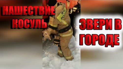 СПАСЕНИЕ КОСУЛИ вернули в естественную среду