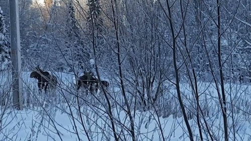 Лоси у дороги. Лоси у леса. Зимняя пора. Переход лосей