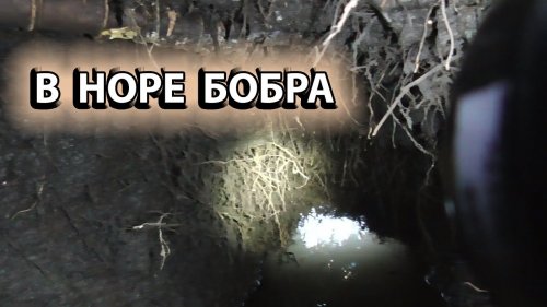 ОПУСТИЛ КАМЕРУ В НОРУ Охота на бобра .