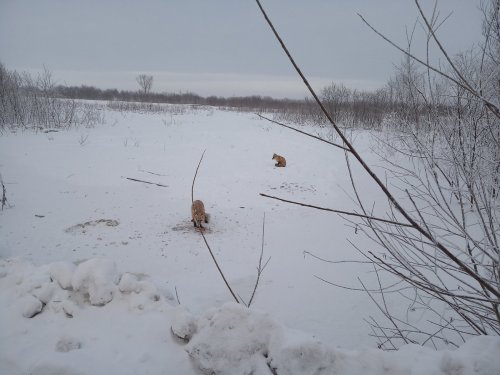 Лисы.