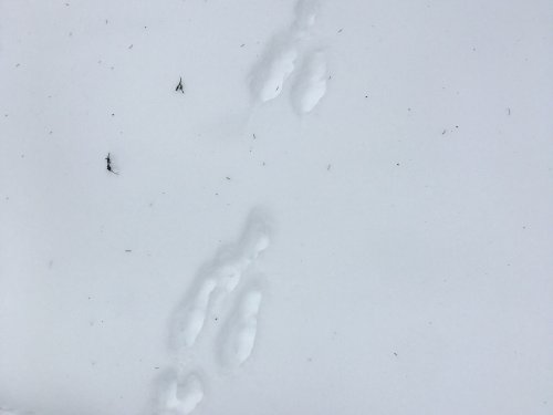 зайчиков много:)