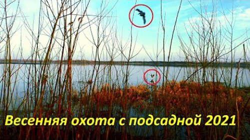 Селезни атакуют! Охота на селезня с подсадной уткой! День второй / MAX HUNTER