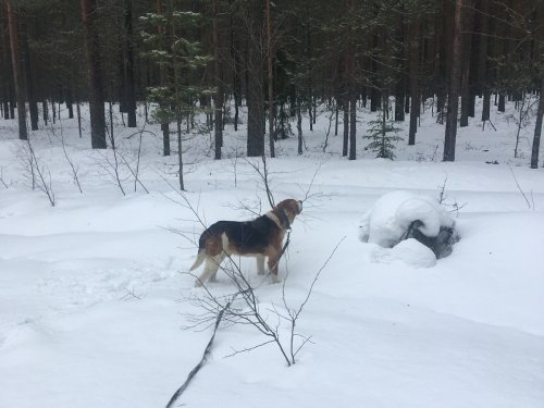 отпусти хозяин..