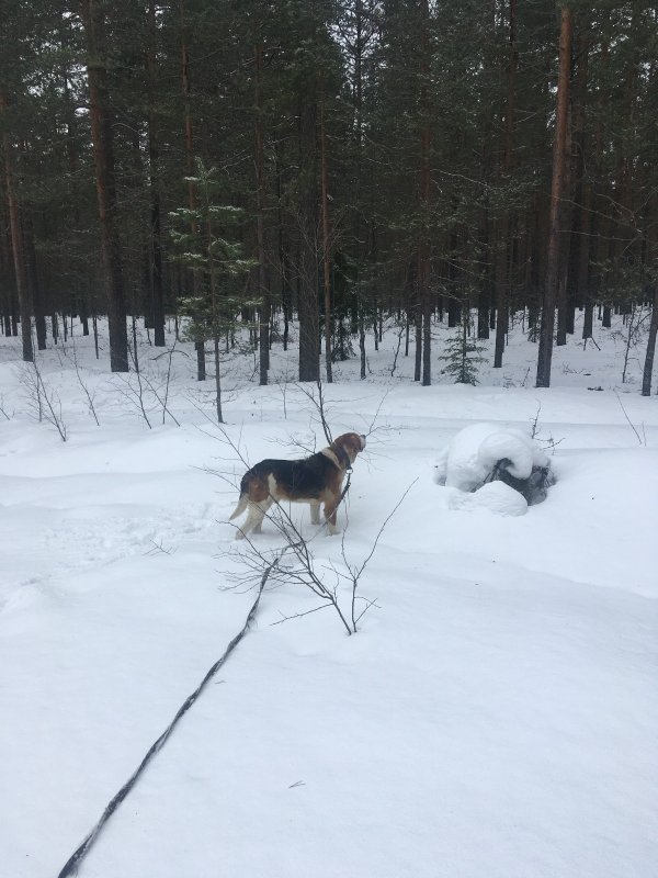 отпусти хозяин..
