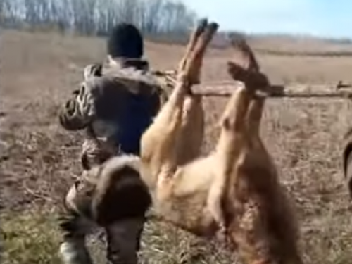 ВОЛК-МОНСТР ДОБЫТ В СОСЕДНЕМ РАЙОНЕ.