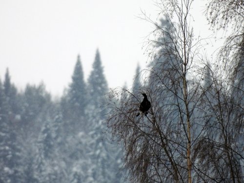 Косач