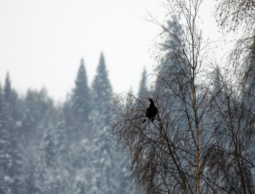 Косач