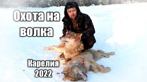 ОХОТА НА ВОЛКА 2022. ВОЛКИ ЕДЯТ СОБАК. КАРЕЛИЯ #охотанаволка2022