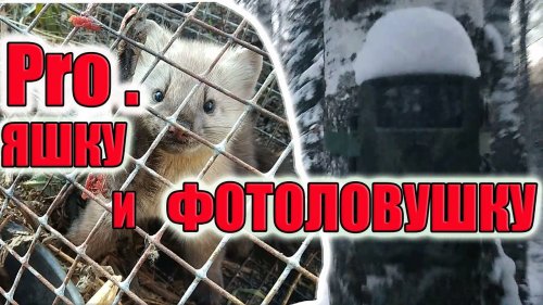Яшка ест ондатру / Живучесть фотоловушки в мороз