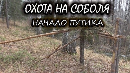 промысел соболя настораживаю капканы