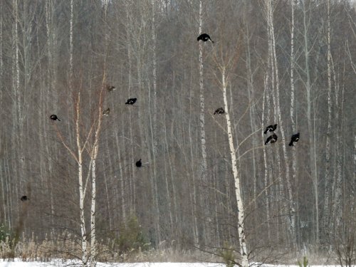 Утро, косачи.