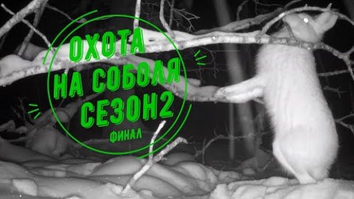 Охота на соболя.Сезон 2. Финал. Зайцы пируют. Пушнина в капканах.