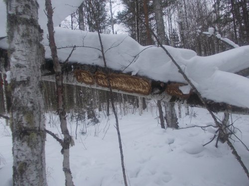 Лесная столовая.