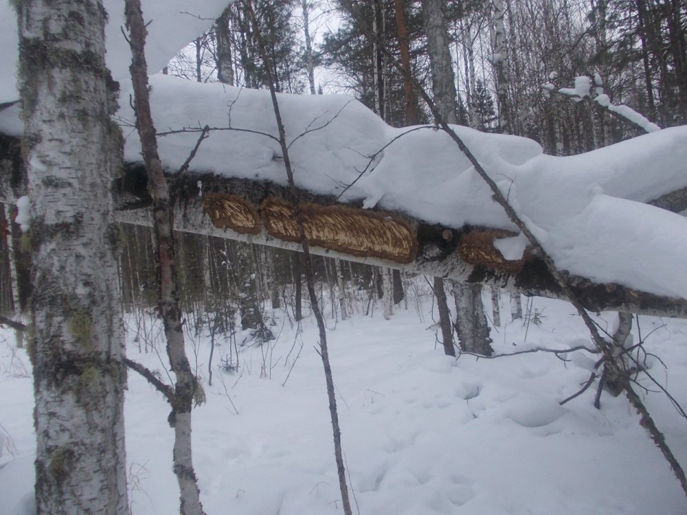 Лесная столовая.