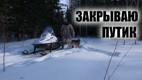 Охоту на соболя капканами объявляю закрытой УЧЕТ ЗВЕРЬЯ В ЛЕСУ