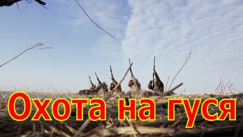 Охота на гуся в Волгоградской области