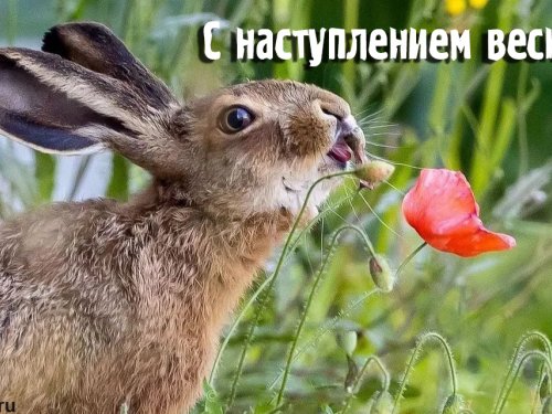 Весна неизбежна!